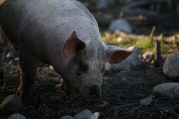 A Pig Foraging In A Rural Setting During The Day