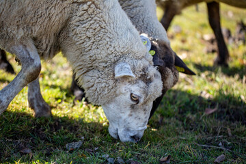 White Sheep Grazing in a Grassy Field on a Sunny Day