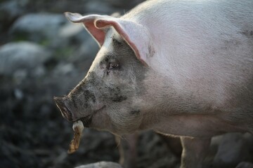 Muddy Pig In A Field On A Cloudy Day