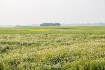 Obraz premium Cumilla,14 ‎October ‎2025 Bangladesh -A mustard and coriander flower field