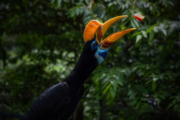 Hornbill perched on a branch © Riadi