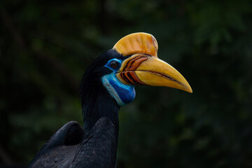 Hornbill perched on a branch © Riadi