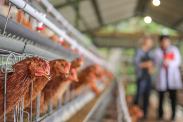Lively Brown Hens in Cages on Poultry Farm With Farmers in Background