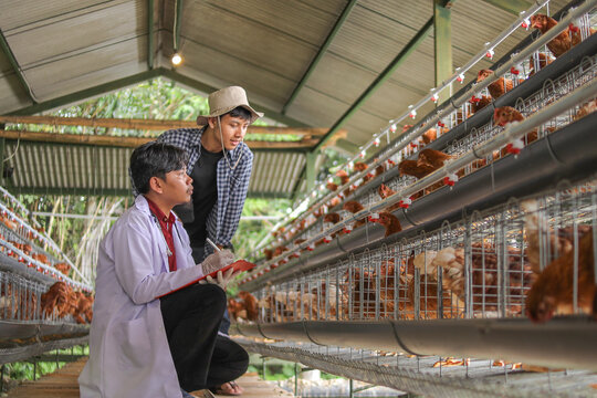 Two Farmers Inspect Modern Chicken Farm