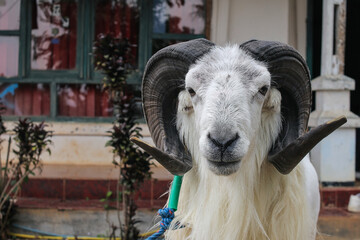 Majestic Ram With Striking Horns Gazing Intensely