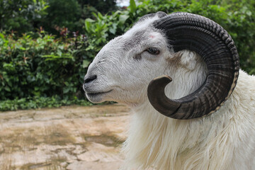 Majestic Ram Portrait With Impressive Curled Horns in Lush Green Setting