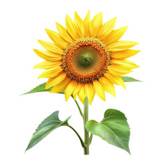 Obraz premium Sunflower stands upright with bright yellow petals and green leaves in a sunny field during summer