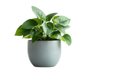 Lush green houseplant with heart shaped leaves sits in a modern textured gray ceramic pot on black