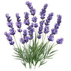 Lavender flowers grow in clusters with green leaves under bright sunlight in the open space