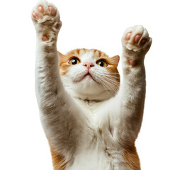 A cat raises its paws and looks at the camera with interest in a well-lit space during the day