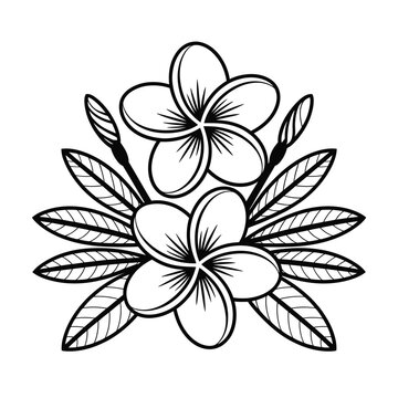 Elegant black and white illustration of tropical plumeria flowers and leaves