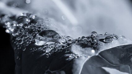 Water drops on a leaf. Dew in the orchard. Black & white photography.