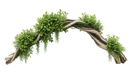 Whimsical driftwood arch with lush green vines and foliage isolated on a transparent background