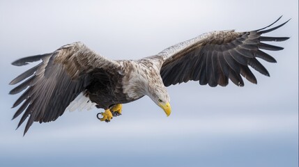 Fototapeta premium Eagle in flight against a sky background with its wings spread wide. wildlife magazines, conservation campaigns, designed for eco-tourism storytelling, used by financial analysts.