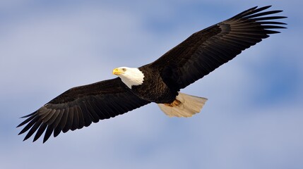 Fototapeta premium Eagle in flight against a sky background with its wings spread wide. wildlife magazines, conservation campaigns, designed for eco-tourism storytelling, used by financial analysts.