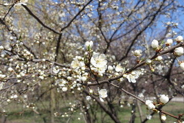 Few white flowers among buds of plum tree in March