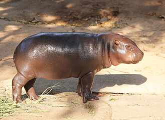 The soulful 6 months old Pygmy Hippo calf basking in golden light