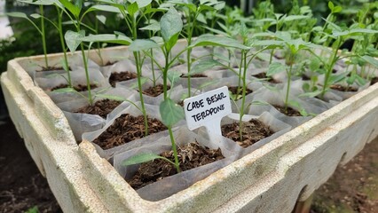 Young green pepper seedlings grow.
