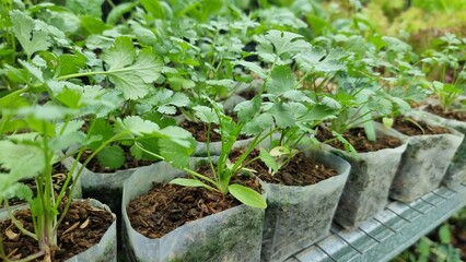 Fresh herb seedlings growing.