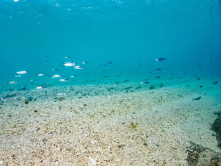 Fototapeta premium ミズン, ミジュン, Bluestripe herring, Herklotsichthys quadrimaculatus, ニシン科, 阿嘉島阿嘉ビーチ（真謝浜） 沖縄県島尻郡慶良間諸島-2025 沖縄本島から40km西方にある諸島。 大小30以上の島々からなる島嶼群は全体が国立公園に指定されている。 珊瑚礁の海、白い砂浜、緑の山地は世界屈指の美しさ。 多くの貴重な動植物が生息している。 