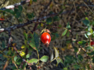 Single bright red rose hip fruit on a branch in autumn - Macro shot.