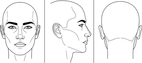Naklejka premium Detailed black and white vector outline illustration showing the front, profile, and rear views of a human head and face, suitable for cosmetic or anatomical diagrams