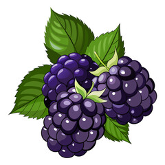 Fresh Blackberries with Green Leaves Vector Illustration