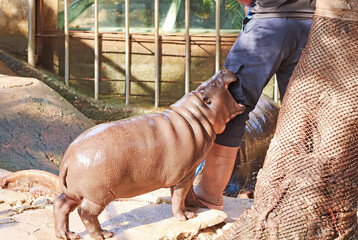 A mischievous Pygmy Hippo calf teasing her keeper when he's working