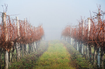 Bare vineyard field in winter Burgenland Austria