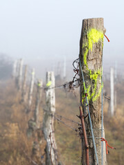 vine ripes at a vineyard with fog and rain in Burgenland