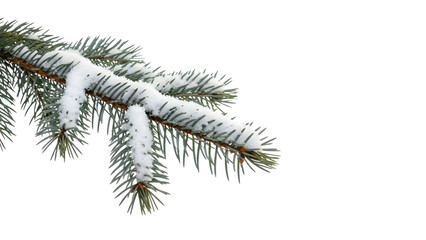 Snow covered pine tree branch with frosty needles isolated on a transparent background 1