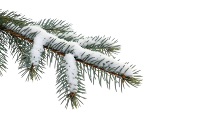 Snow covered pine tree branch with frosty needles isolated on a transparent background 1