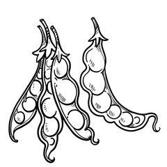 Long pods of beans or peas linear drawing on white background