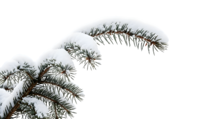 Snow covered pine tree branch with frosty needles isolated on a transparent background