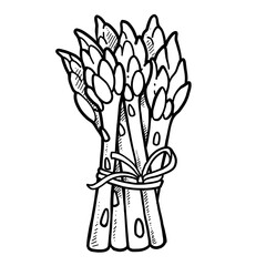 Fresh juicy asparagus tied with a ribbon linear drawing on white background