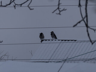 Two hooded crows on snow covered roof
