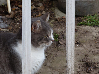 Grey and white cat looking through fence bars