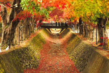 Maple corridor and wooden bridge. The tunnel of autumn leaves trees at Momiji Kairo, Kawaguchiko lake
