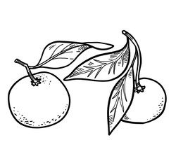 Ripe tangerines with peels linear drawing on white background