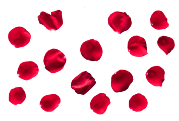 Red rose petals isolated on transparent background