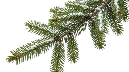 Naklejka premium Snowy Pine Tree Branch with Green Needles isolated on a transparent background