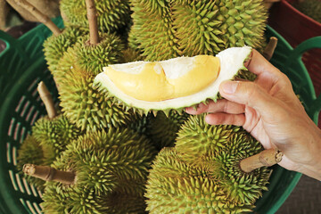 Hand Holding Opened Durian Fruit with Pile of Freshly Harvested Fruits in the Backdrop