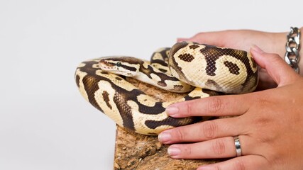 Hands Gently Handling Coiled Ball Python on Perch