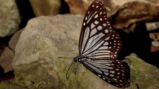 Winter butterfly drying wings on forest floor. A high angle wildlife video documenting butterfly thermoregulation behavior during the winter season.