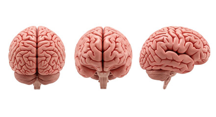 A set of the human brain isolated on a transparent background