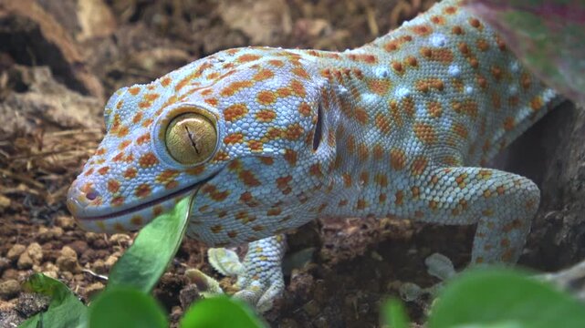 Closeup of Colorful Tokay Gecko, Gekko Gecko, Eating Plant Leaf. 4K