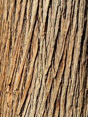 Close up of tree bark