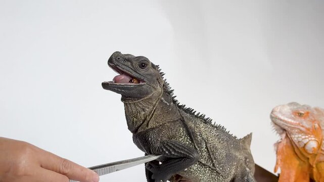 Green iguana eating mealworm with orange iguana nearby