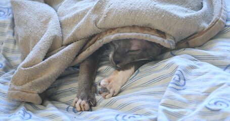 A gray Peterbald cat is sleeping on a sheet covered with a blanket