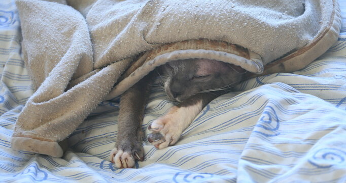 A gray Peterbald cat is sleeping on a sheet covered with a blanket